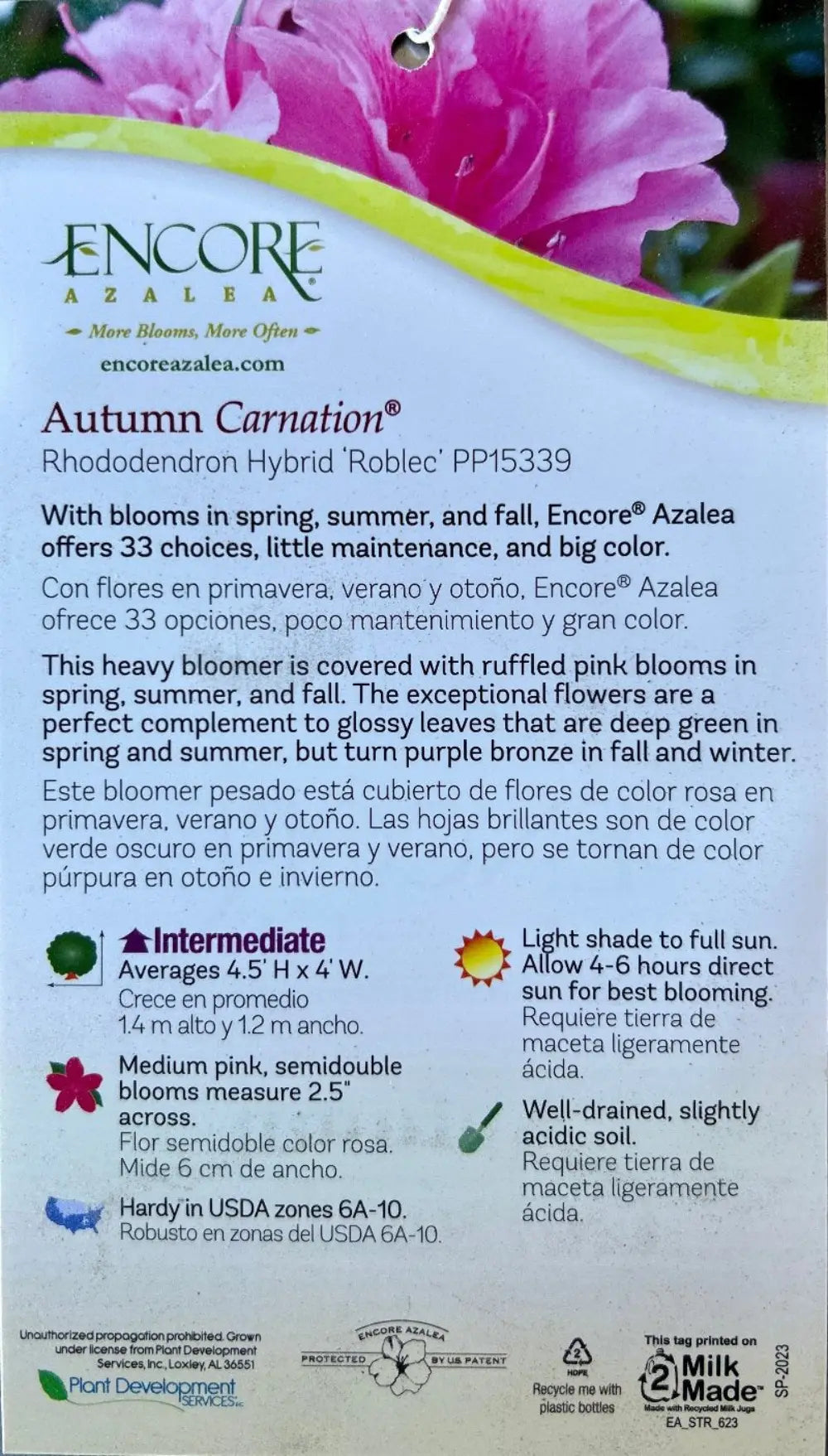 Autumn Carnation® Encore® Azalea with bright pink ruffled semi-double flowers and green foliage