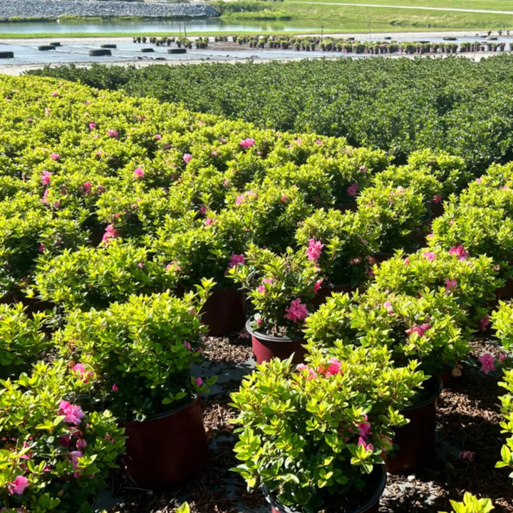 Autumn Carnation® Encore® Azalea with bright pink ruffled semi-double flowers and green foliage