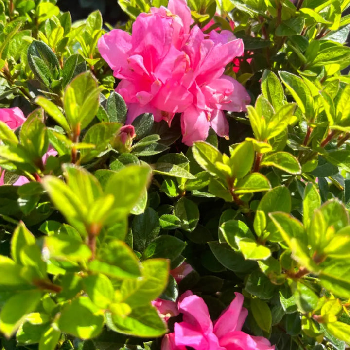 Autumn Carnation® Encore® Azalea with bright pink ruffled semi-double flowers and green foliage