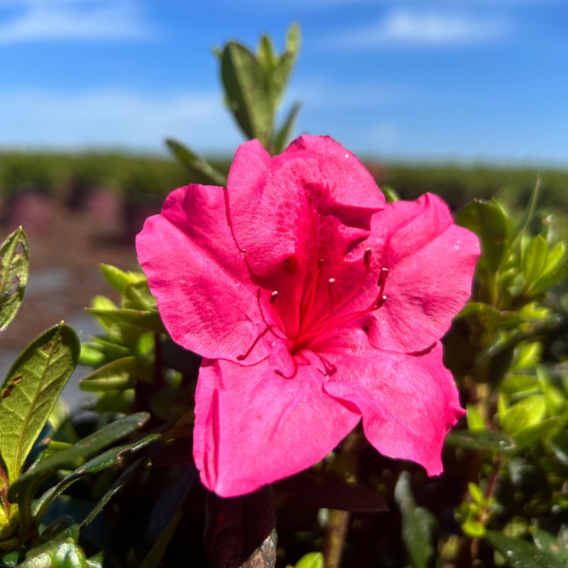 Autumn Carnival™ Encore® Azalea with bright fluorescent-pink flowers and green foliage