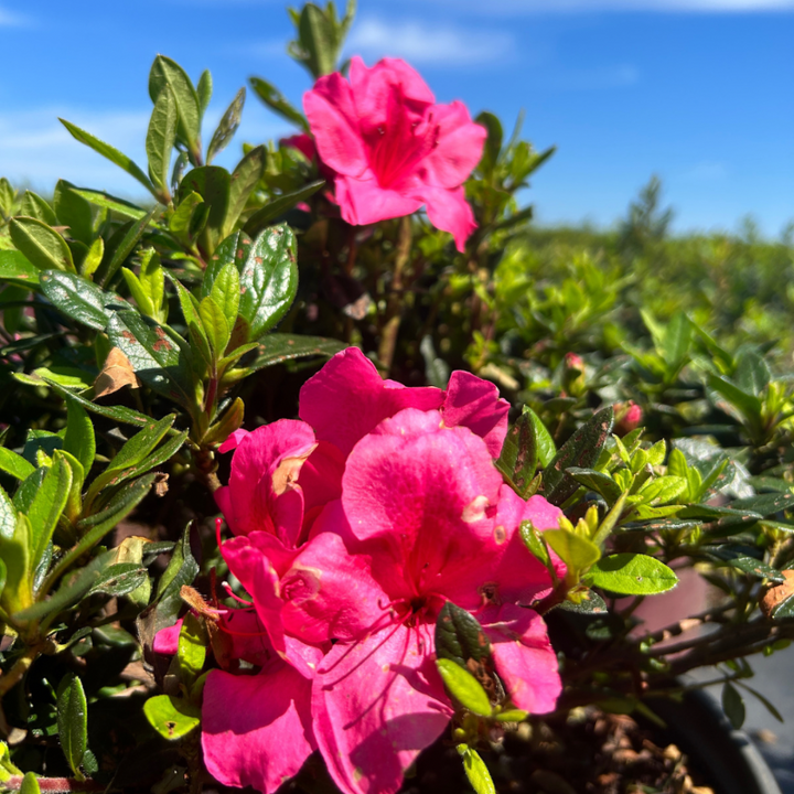 Autumn Carnival™ Encore® Azalea with bright fluorescent-pink flowers and green foliage