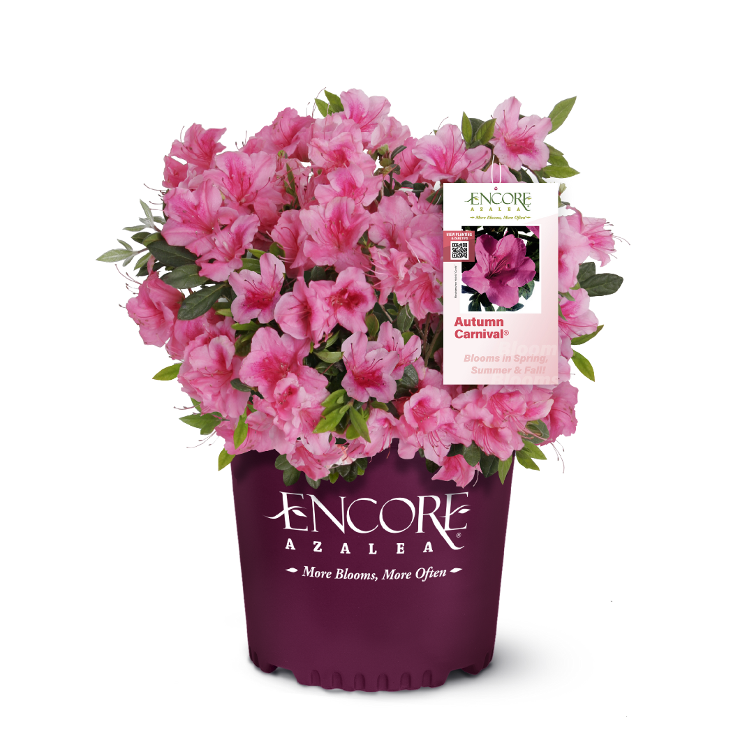 Azalea Encore® Autumn Carnival™ (Pink) | GoBuyPlants