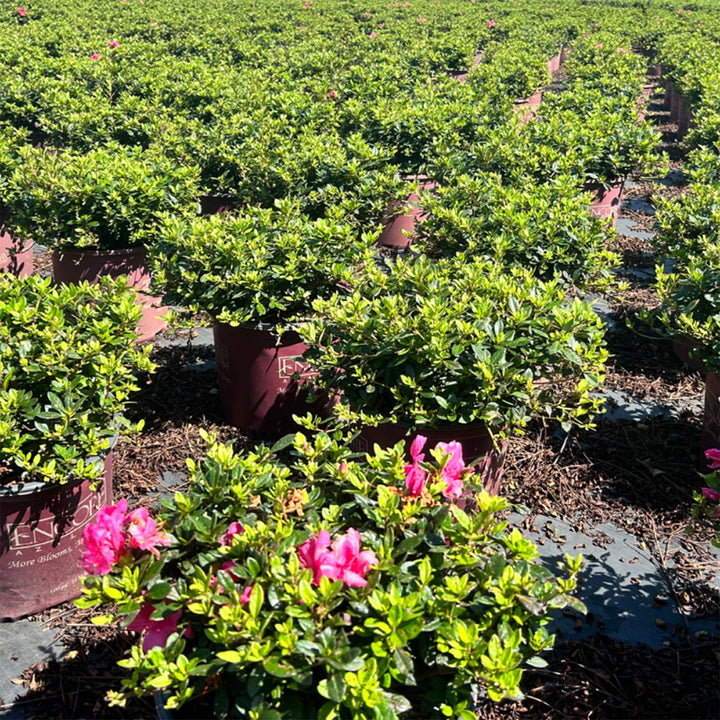Autumn Carnival™ Encore® Azalea with bright fluorescent-pink flowers and green foliage