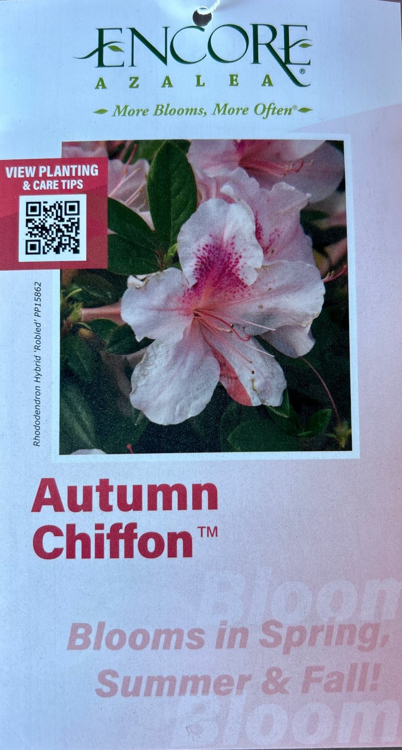 Autumn Chiffon® Encore® Azalea with ruffled white-and-pink bicolor flowers and green foliage