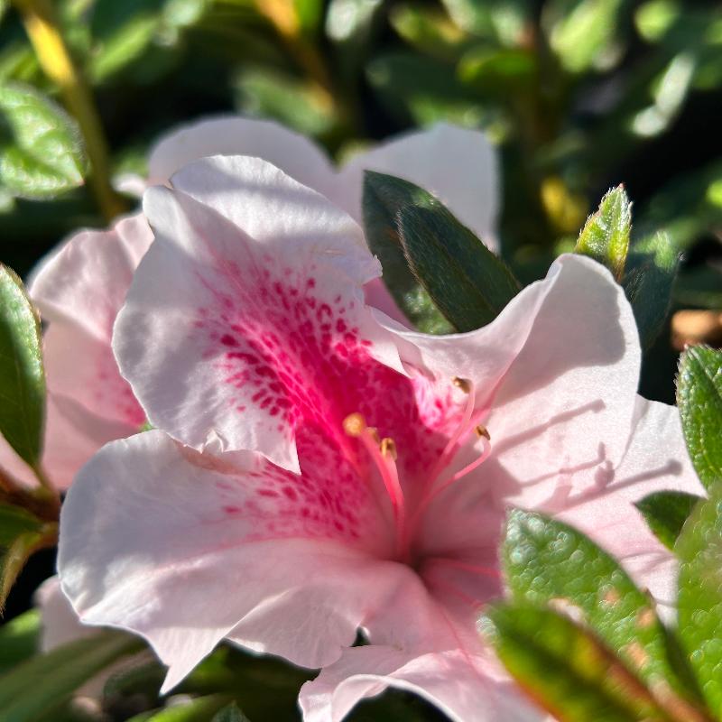 Autumn Chiffon® Encore® Azalea with ruffled white-and-pink bicolor flowers and green foliage