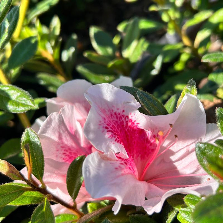 Autumn Chiffon® Encore® Azalea with ruffled white-and-pink bicolor flowers and green foliage