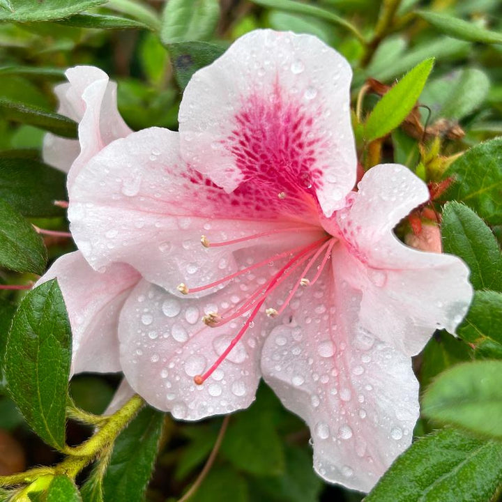 Autumn Chiffon® Encore® Azalea with ruffled white-and-pink bicolor flowers and green foliage