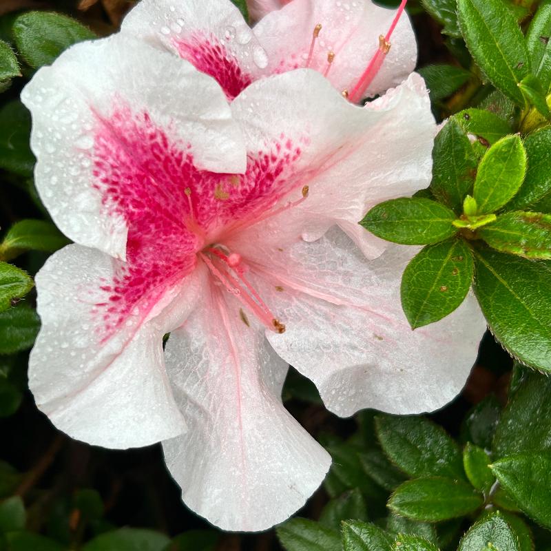 Autumn Chiffon® Encore® Azalea with ruffled white-and-pink bicolor flowers and green foliage