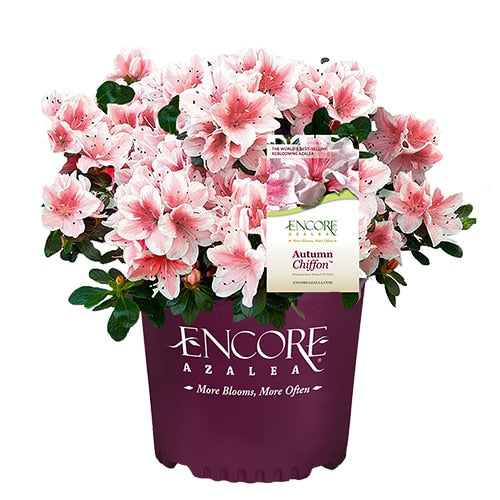 Autumn Chiffon® Encore® Azalea with ruffled white-and-pink bicolor flowers and green foliage