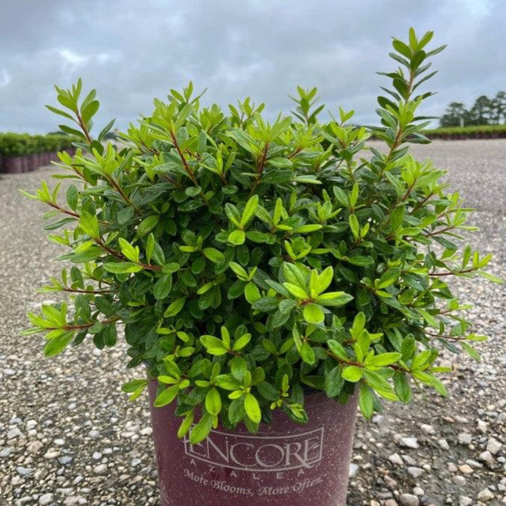 Autumn Coral® Encore® Azalea with coral-pink flowers and green foliage