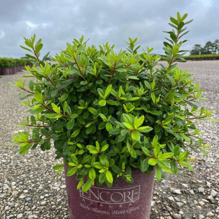 Autumn Coral® Encore® Azalea with coral-pink flowers and green foliage