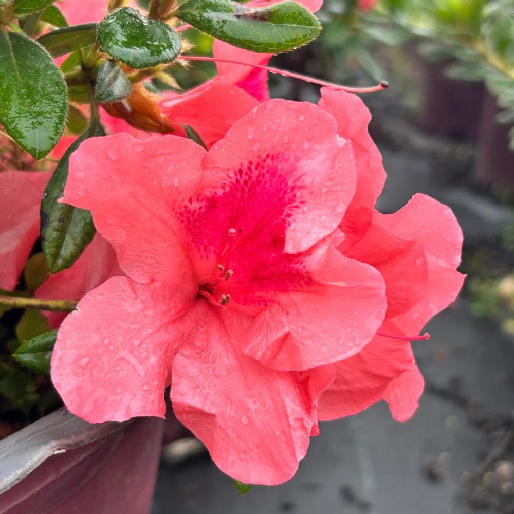 Autumn Coral® Encore® Azalea with coral-pink flowers and green foliage