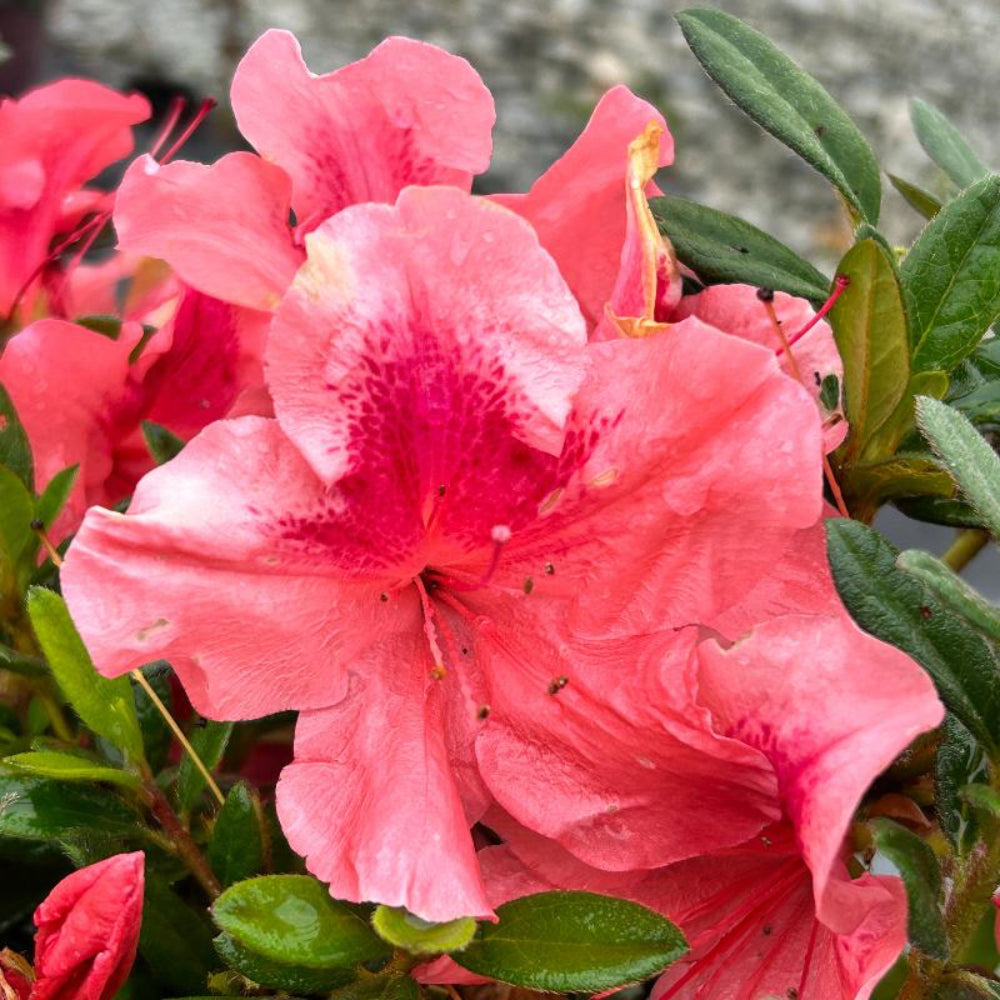 Autumn Coral® Encore® Azalea with coral-pink flowers and green foliage