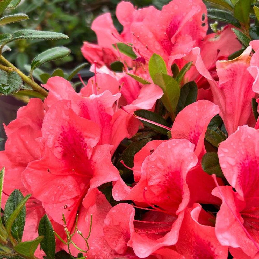 Autumn Coral® Encore® Azalea with coral-pink flowers and green foliage