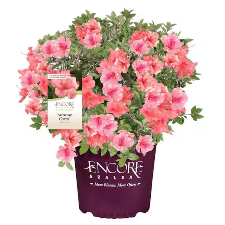 Autumn Coral® Encore® Azalea with coral-pink flowers and green foliage