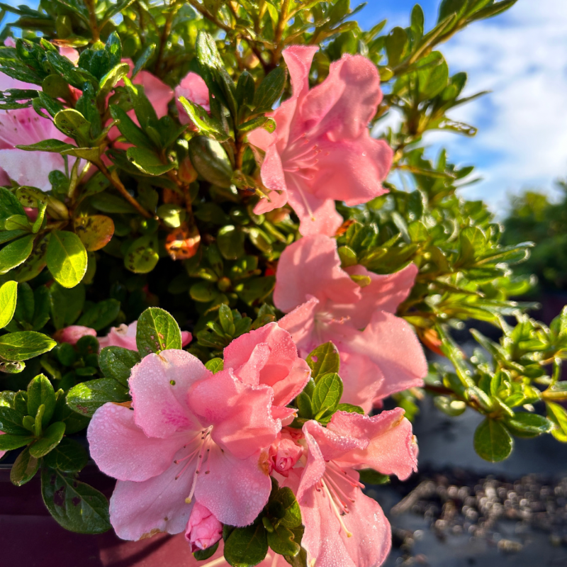 Autumn Debutante® Encore® Azalea with large soft pink flowers and green foliage
