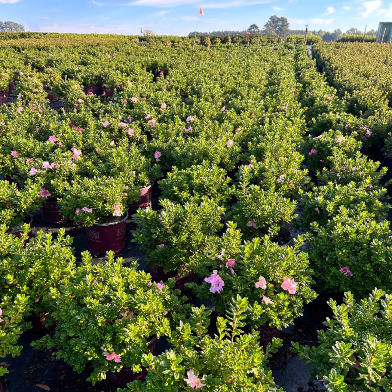 Autumn Debutante® Encore® Azalea with large soft pink flowers and green foliage
