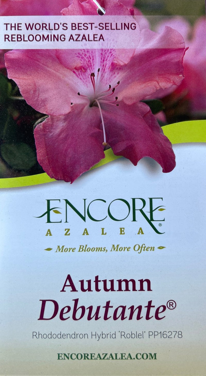 Autumn Debutante® Encore® Azalea with large soft pink flowers and green foliage