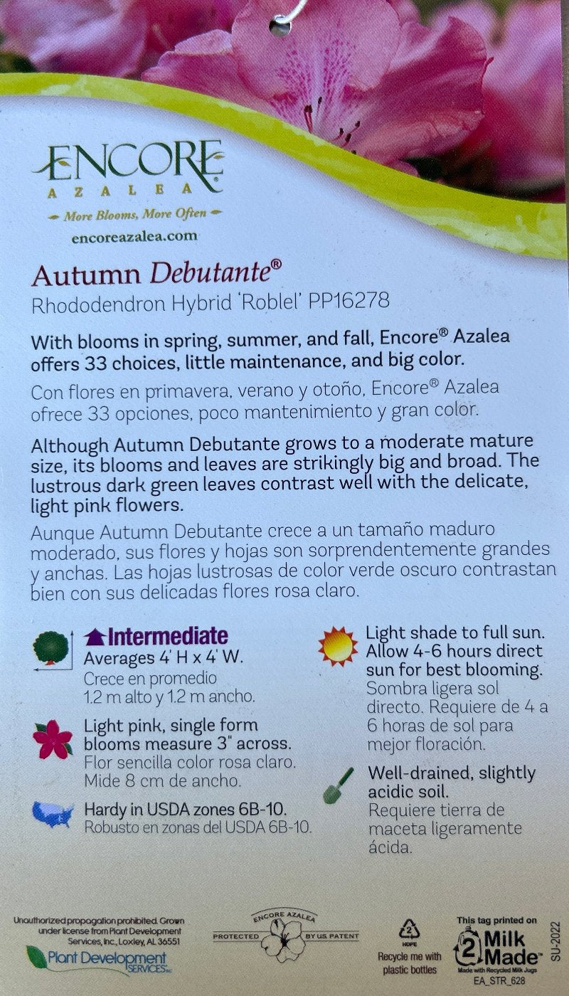 Autumn Debutante® Encore® Azalea with large soft pink flowers and green foliage
