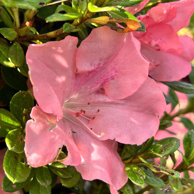 Autumn Debutante® Encore® Azalea with large soft pink flowers and green foliage