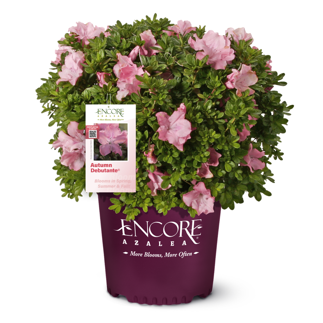 Autumn Debutante® Encore® Azalea with large soft pink flowers and green foliage