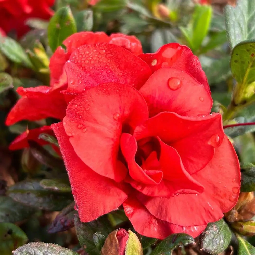 Autumn Embers® Encore® Azalea with smoky red-orange semi-double flowers and green foliage