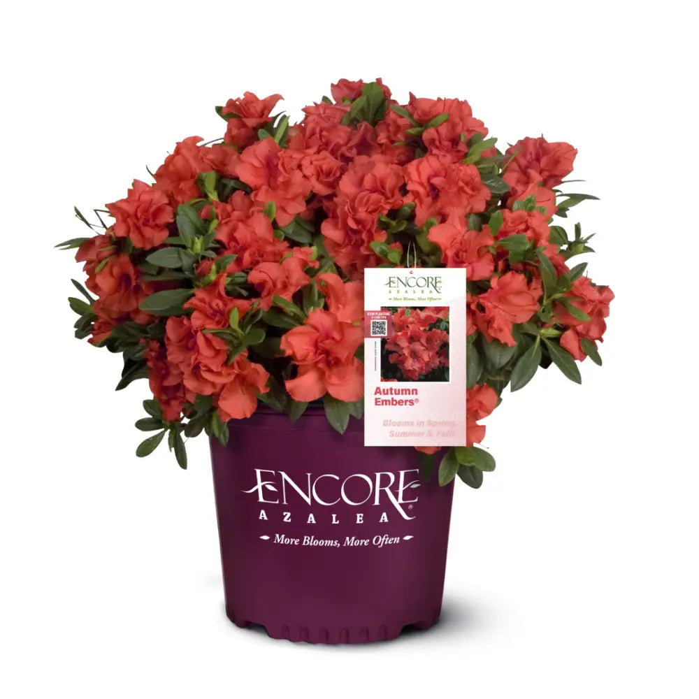 Autumn Embers® Encore® Azalea with smoky red-orange semi-double flowers and green foliage