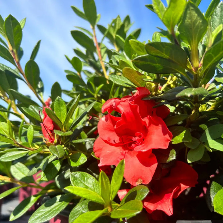 Autumn Embers® Encore® Azalea with smoky red-orange semi-double flowers and green foliage