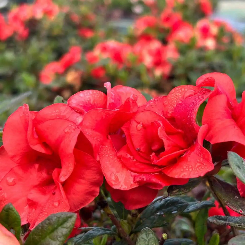 Autumn Embers® Encore® Azalea with smoky red-orange semi-double flowers and green foliage