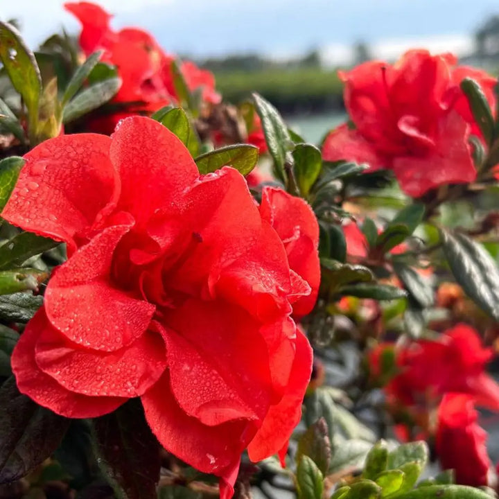 Autumn Embers® Encore® Azalea with smoky red-orange semi-double flowers and green foliage