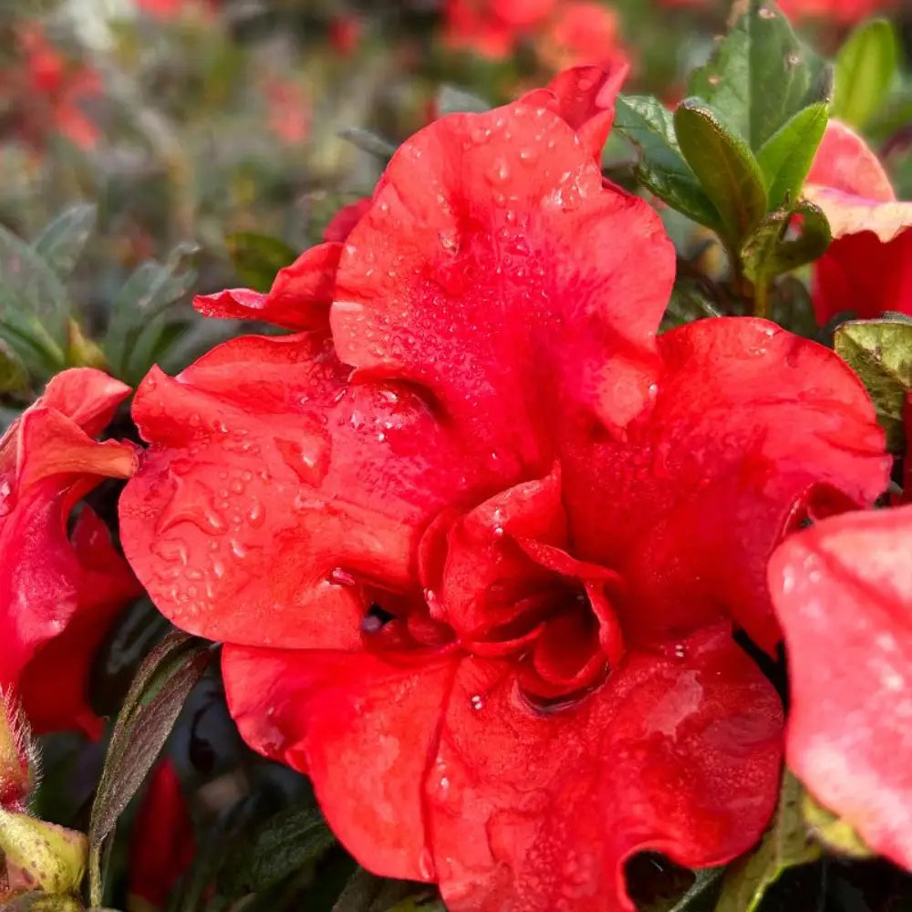 Autumn Embers® Encore® Azalea with smoky red-orange semi-double flowers and green foliage