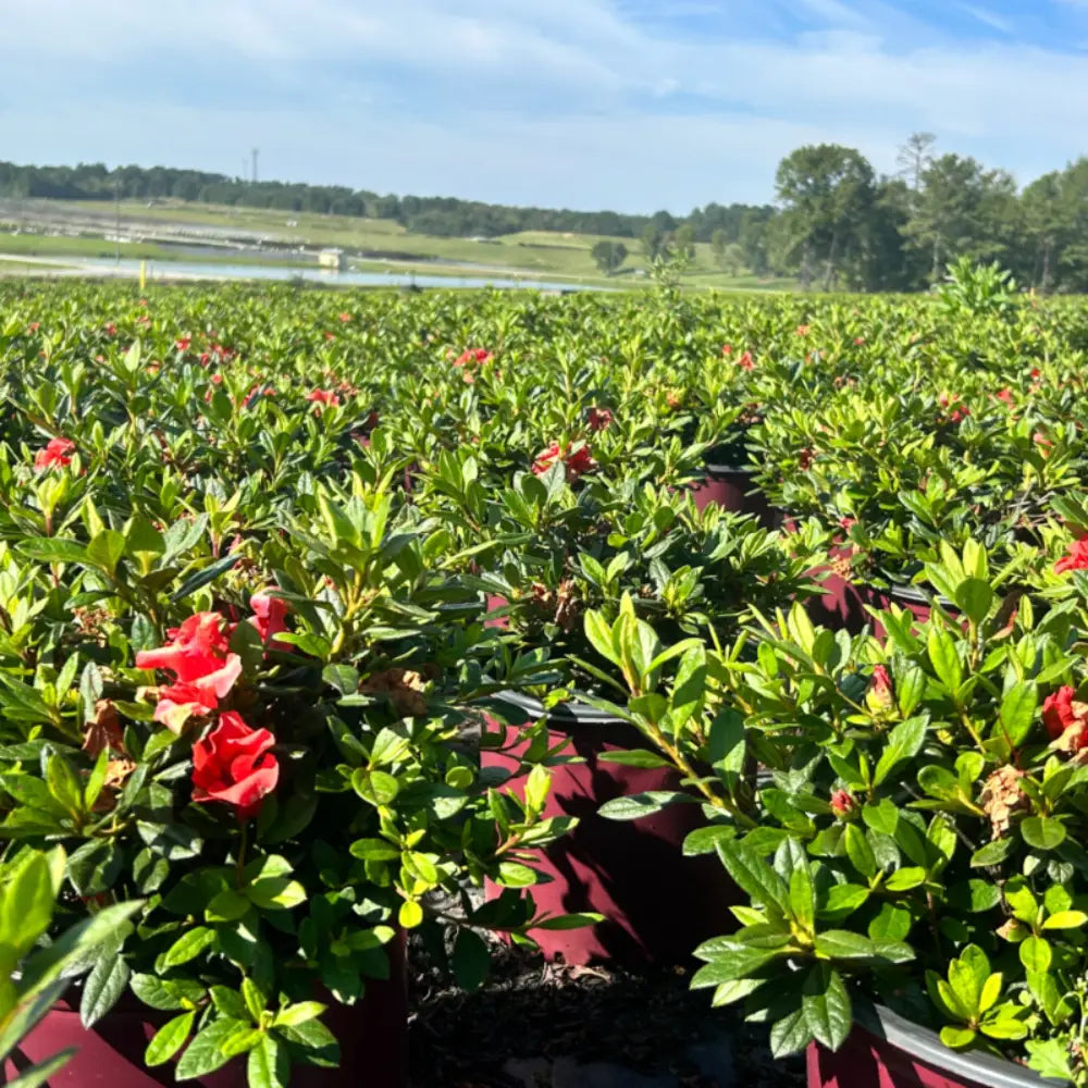 Autumn Embers® Encore® Azalea with smoky red-orange semi-double flowers and green foliage