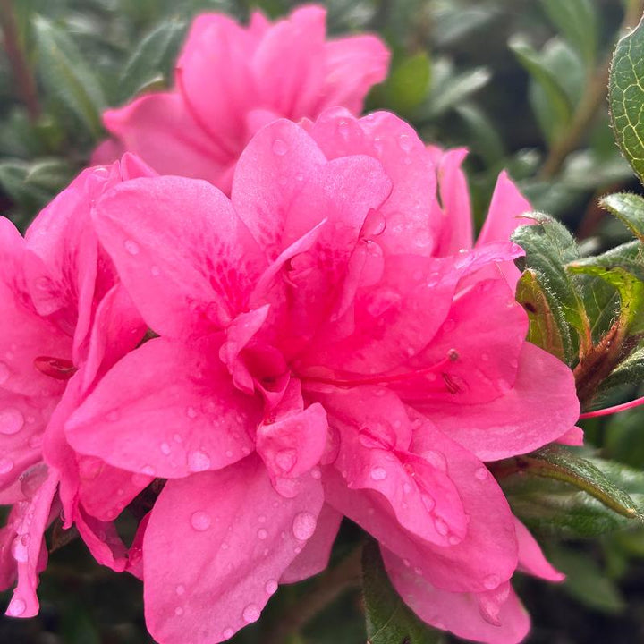 Autumn Empress® Encore® Azalea with ruffled medium-pink semi-double flowers and green foliage