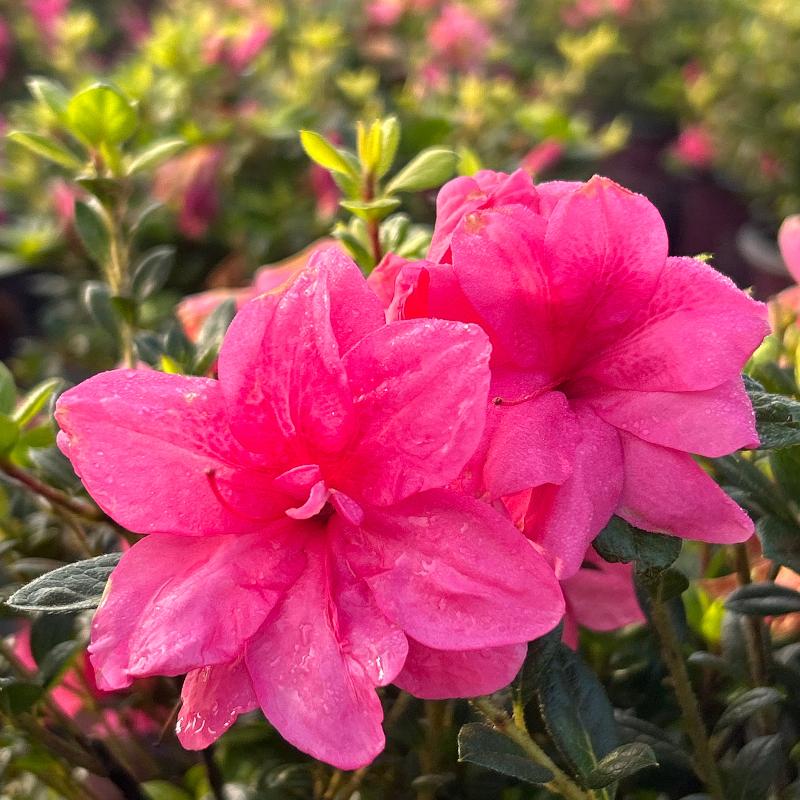 Autumn Empress® Encore® Azalea with ruffled medium-pink semi-double flowers and green foliage