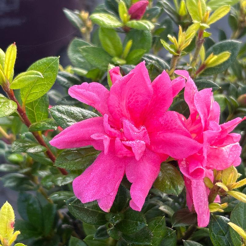 Autumn Empress® Encore® Azalea with ruffled medium-pink semi-double flowers and green foliage