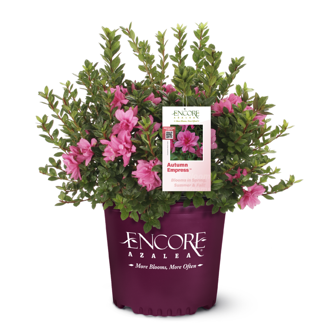 Autumn Empress® Encore® Azalea with ruffled medium-pink semi-double flowers and green foliage