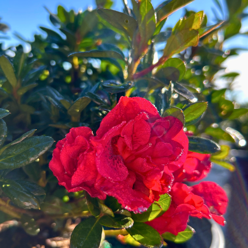 Autumn Fire® Encore® Azalea with velvety deep red semi-double flowers and green foliage