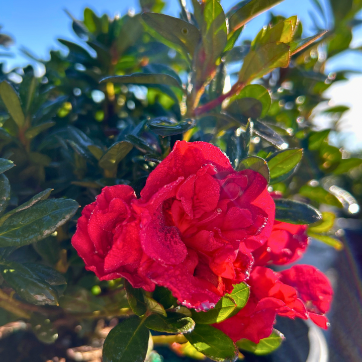 Autumn Fire® Encore® Azalea with velvety deep red semi-double flowers and green foliage