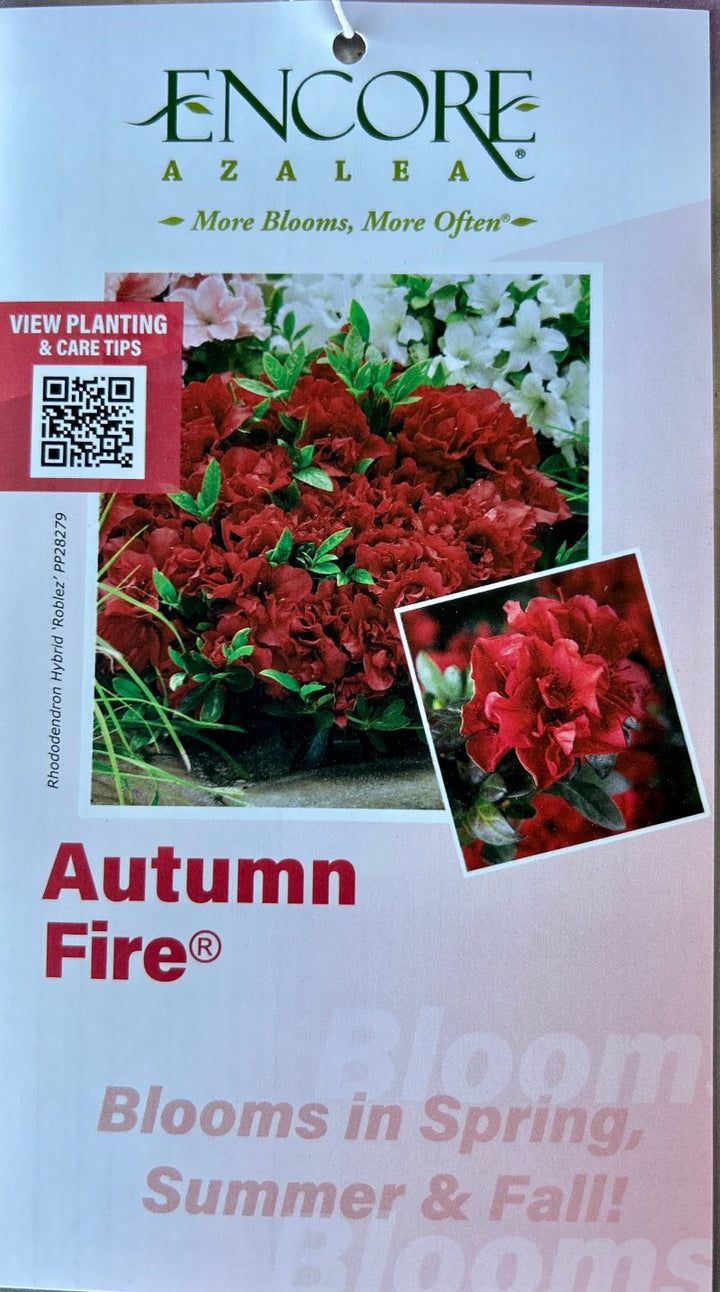 Autumn Fire® Encore® Azalea with velvety deep red semi-double flowers and green foliage
