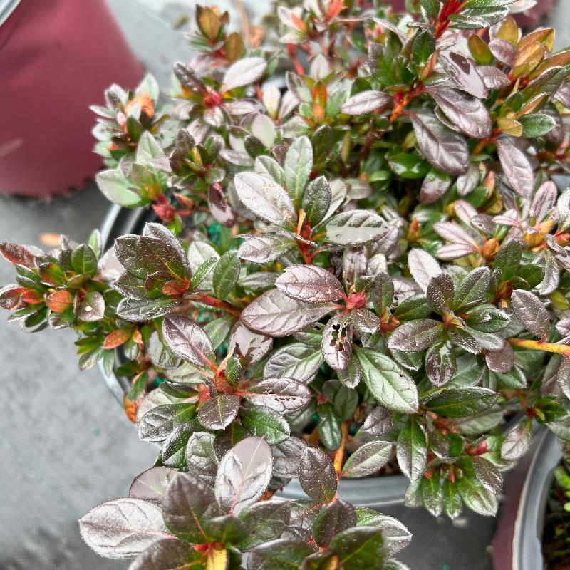 Autumn Fire® Encore® Azalea with velvety deep red semi-double flowers and green foliage
