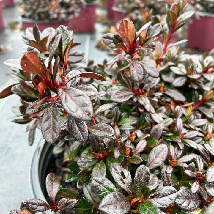 Autumn Fire® Encore® Azalea with velvety deep red semi-double flowers and green foliage