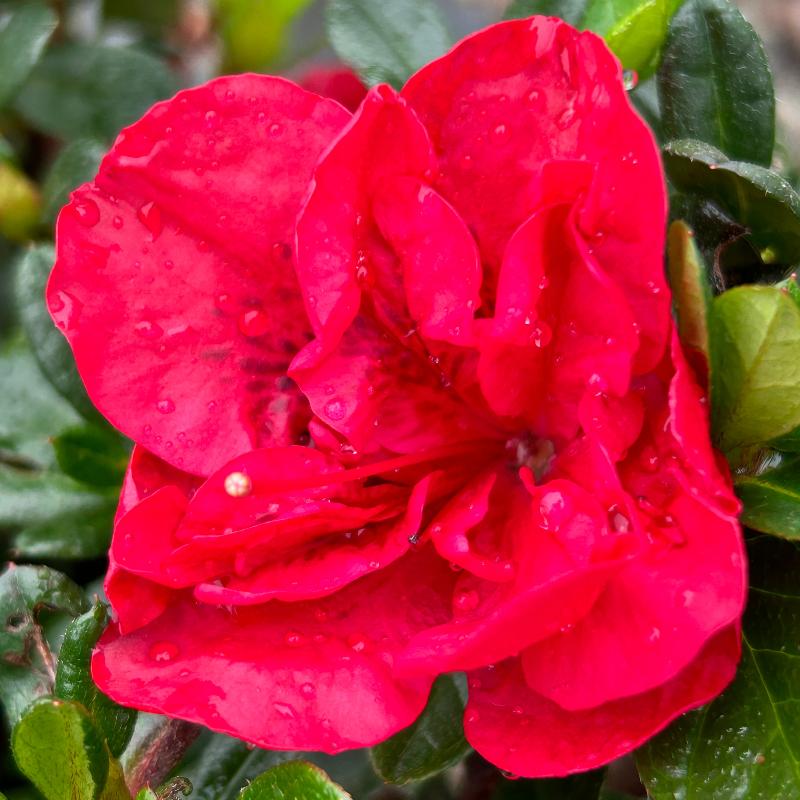 Autumn Fire® Encore® Azalea with velvety deep red semi-double flowers and green foliage