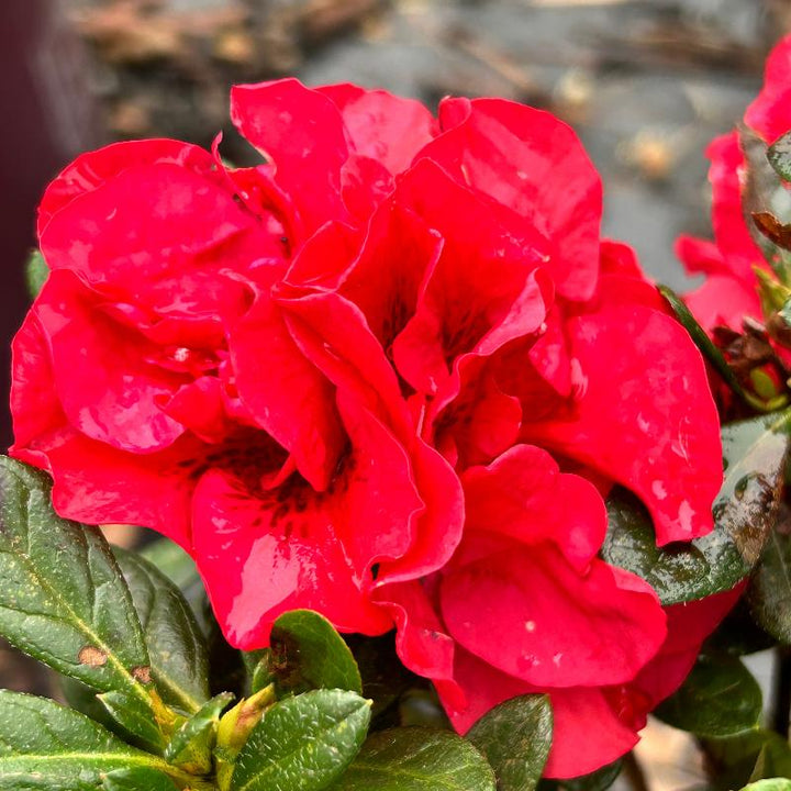 Azalea Encore Autumn Fire | GoBuyPlants