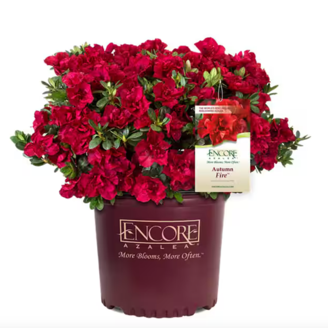 Autumn Fire® Encore® Azalea with velvety deep red semi-double flowers and green foliage