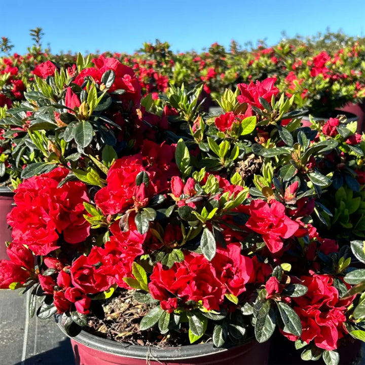 Autumn Fire® Encore® Azalea with velvety deep red semi-double flowers and green foliage