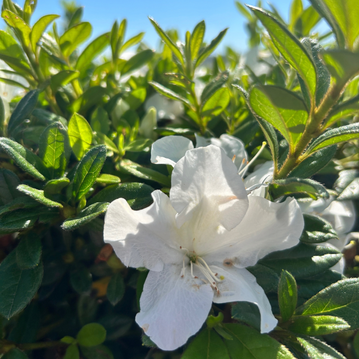 Autumn Ivory® Encore® Azalea with abundant pure white flowers and green foliage