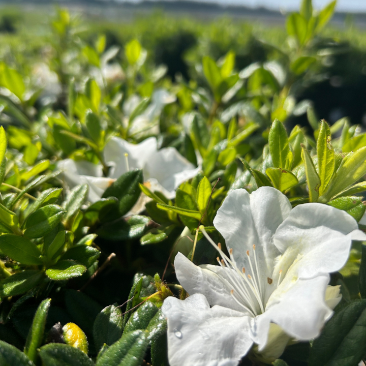 Autumn Ivory® Encore® Azalea with abundant pure white flowers and green foliage
