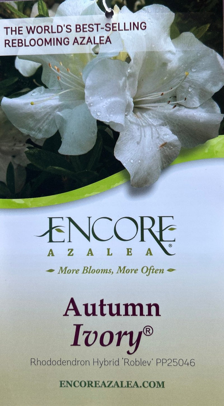 Autumn Ivory® Encore® Azalea with abundant pure white flowers and green foliage