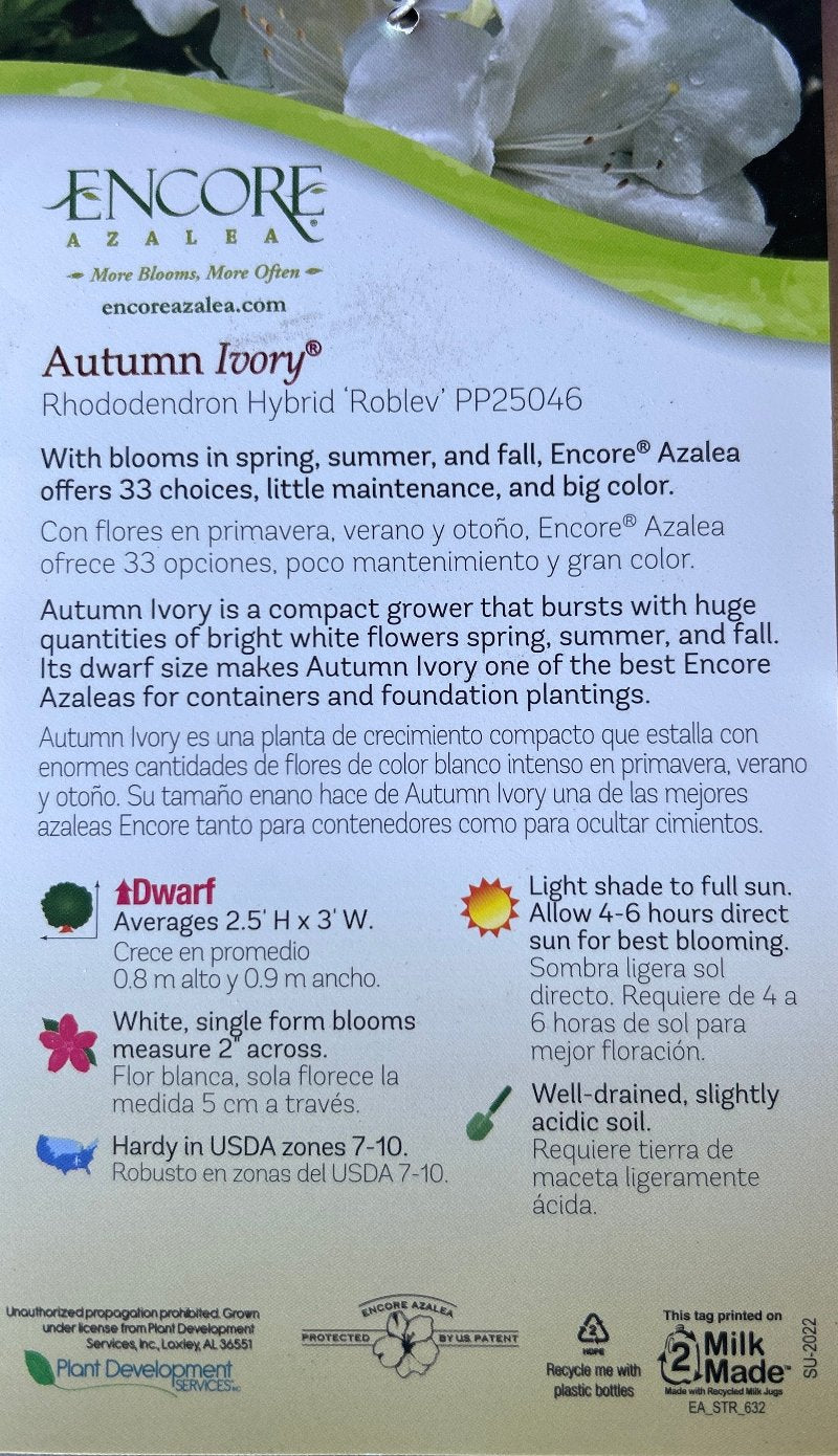 Autumn Ivory® Encore® Azalea with abundant pure white flowers and green foliage
