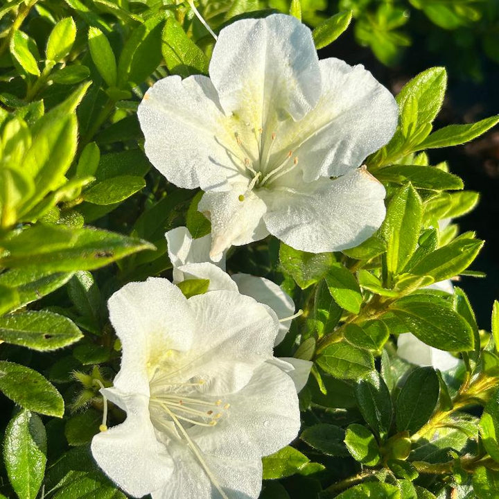 Autumn Ivory® Encore® Azalea with abundant pure white flowers and green foliage